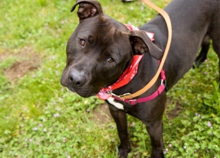 Spike - Available for adoption! http://www2.co.multnomah.or.us/AnimalWeb/Detail.aspx?id=393158