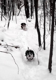 TripBeanSnowRecall.jpg TripBeanSnowRecall.jpg