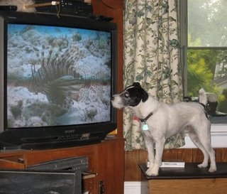 TripTVFish.jpg TripTVFish.jpg