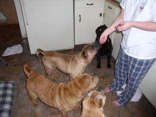 4 dog Feeding Time Hand feeding time, 4 dogs