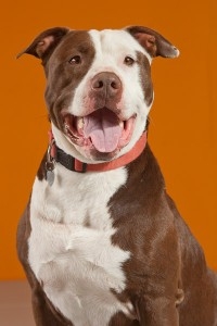 Chance - photographed by Bob Libby, http://www.canisstudio.com/