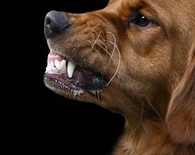 dog-food-aggression.jpg dog-food-aggression.jpg