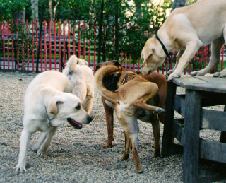 dog_park_sniffs.png