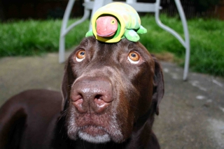 Dog with ninja turtle hiding on head dog ninja turtle karen wild blog