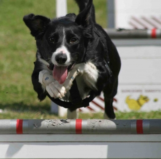 flyball dog leaping a hurdle karen wild