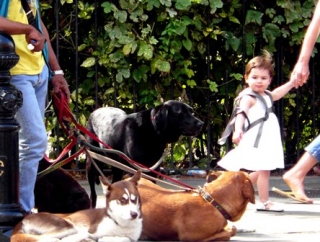 dogs and kids karen wild blog