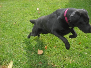 Who could not smile at leaping Doobie, who learned to play. 