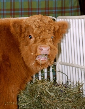 funnycalfwtmk0000.jpg funnycalfwtmk0000.jpg