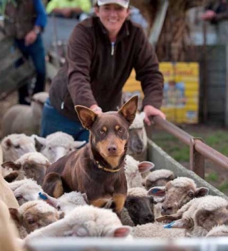 Kelpie Doing What A Kelpie Does Best!