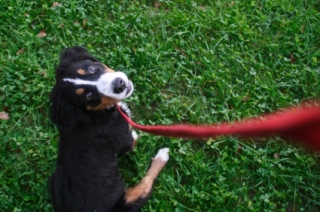 Cutie on leash