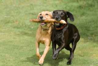 A picture of two dogs having fun that is obviously not intended to make dog parks look bad. dogs retrieving together