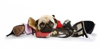 Pug with chewed shoes.