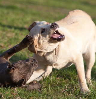 Two dogs playing rough