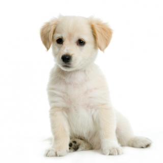 Choosing a Dog Part One: Adopt or Buy? | Dog Star Daily