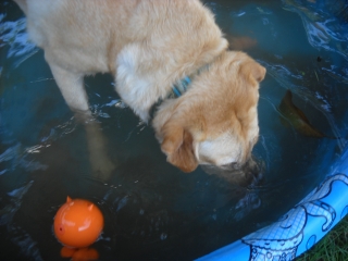 A great backyard way to keep the dogs cool. 