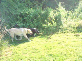 Exploring poison ivy infested shrubby areas. Labs love to find poison ivy and share it.