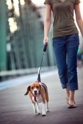 Beagle walking on leash