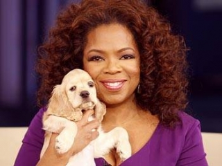 Oprah Hearts Cockers! | Dog Star Daily