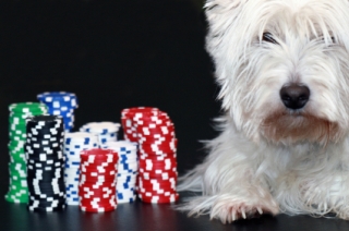 Westie with poker chips