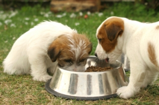 Puppies sharing a bite puppies sharing a bite