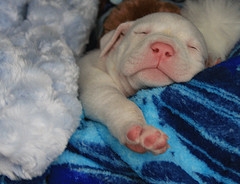 Sleeping Puppy