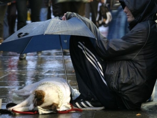 dog asleep under umbrella in rain karen wild