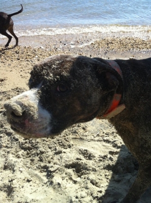 A happy go lucky pit bull