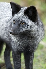 Silver Fox