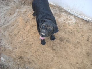 Dirt Dog Talley