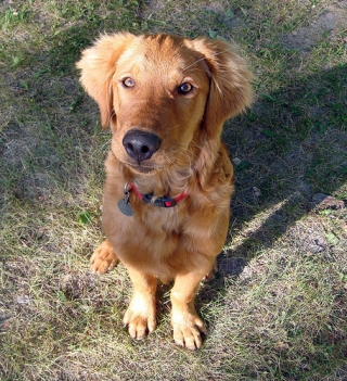 Trapper the Golden