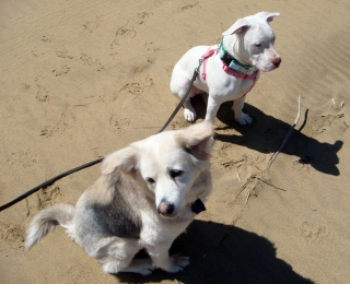 Yoda & Pearl