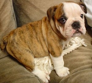 English Bulldog puppy.