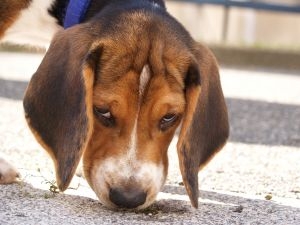 Beagle1.jpg