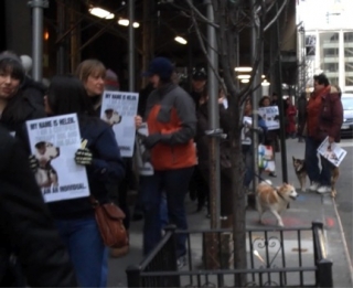 CROWD_2_AWARNESS_EVENT_2_5_12_POSTERS_DOGS_PEOPLE.jpg