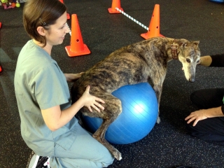 Greyhound dog stretching on a fit ball next to cavaletti poles