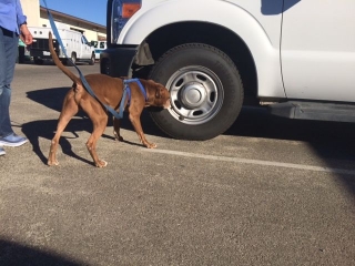 Cowboy searching vehicles for the target scent, birch