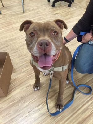 Shelter dog, "Cowboy" is a K9 Nose Work superstar!