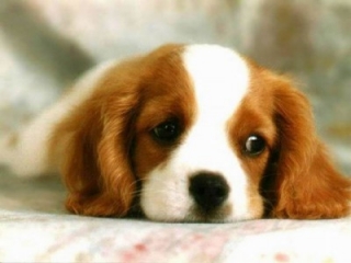 CuteDog.jpg Cute Dog