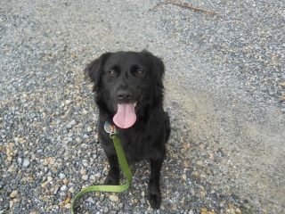 Lovely rescued aussie/golden mix Jackson, with me for board/train in Elkton MD, is learning to acclimate to a new home and neighborhood. 