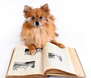 Dog-Pom-Reading-a-Book.jpg