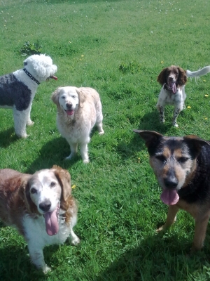 DogWalk_May_10.jpg