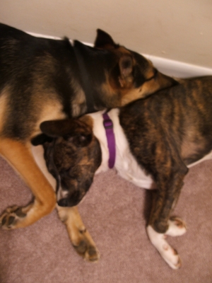 Dogs_001.jpg