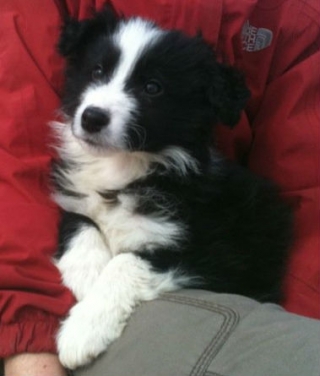 puppy training, Border Collie Guinness at 8 weeks.