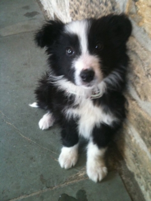 puppy training, Border Collie Guinness at 8 weeks.