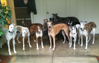 Retired Racing Greyhounds at the Homestretch Greyhound Rescue & Adoption facility, consider playing in the yard on a rainy day.