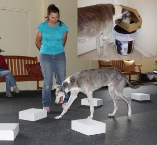 Greyhound participating in a Nose Work Class