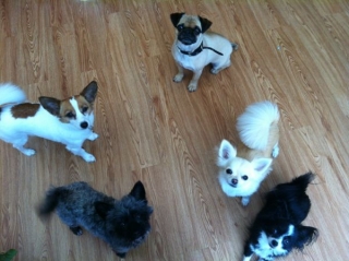 Patchwork_pups.jpg Patchwork Pups copyright Karen Wild Pawprint Intellidogs ltd