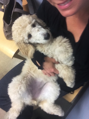 Cradling a puppy at the vet