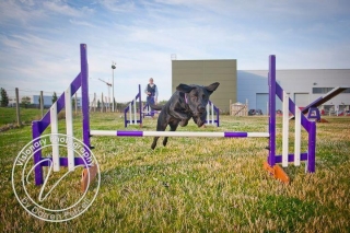 Jack trained using positive reinforcement aka "throw the ball throw the ball"!