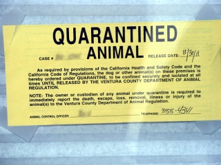 Orange QUARANTINED ANIMAL sign in window